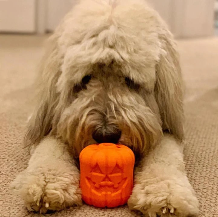 SodaPup Jack O'Lantern