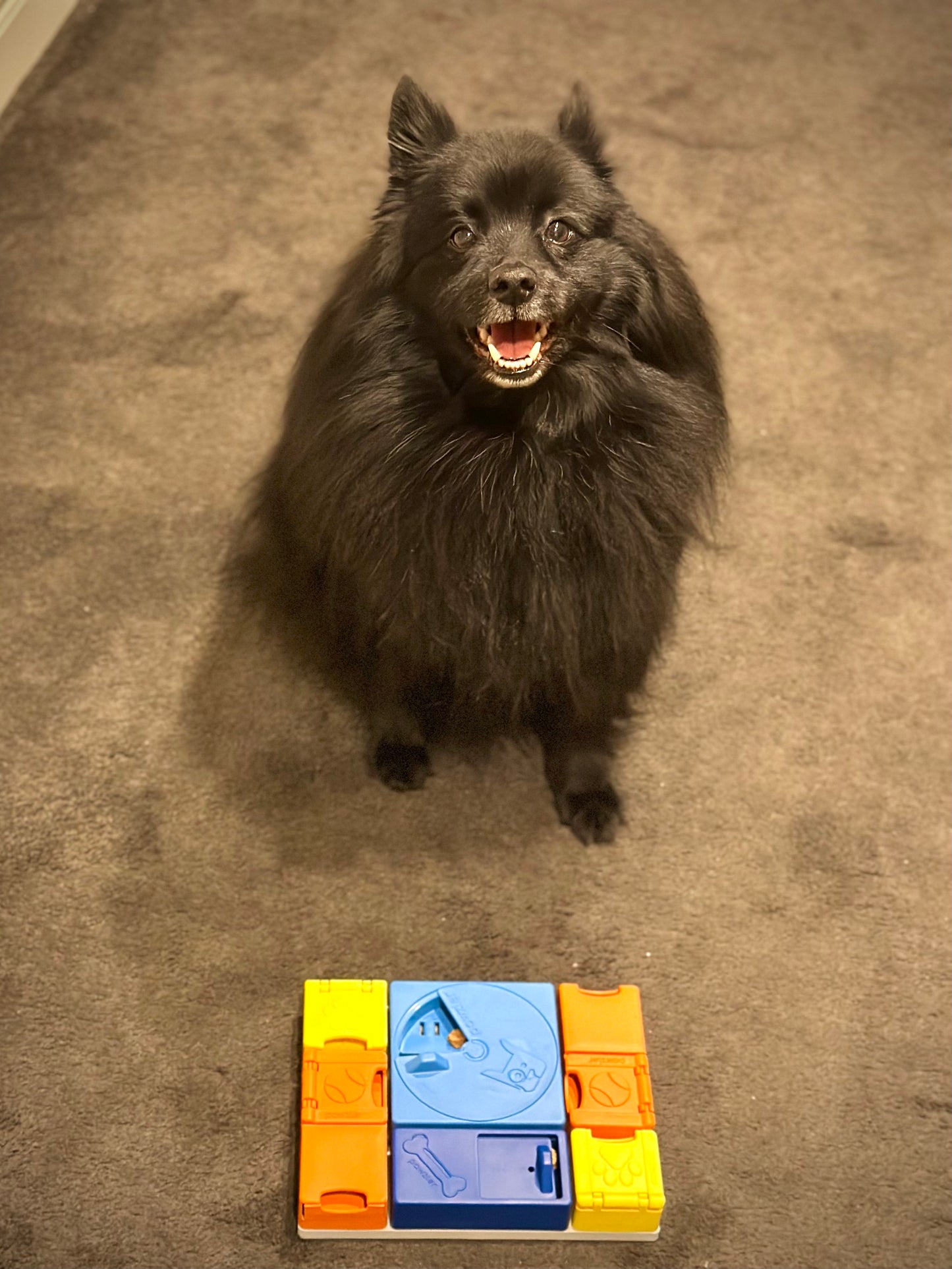 Pawzler Modular Dog Puzzles