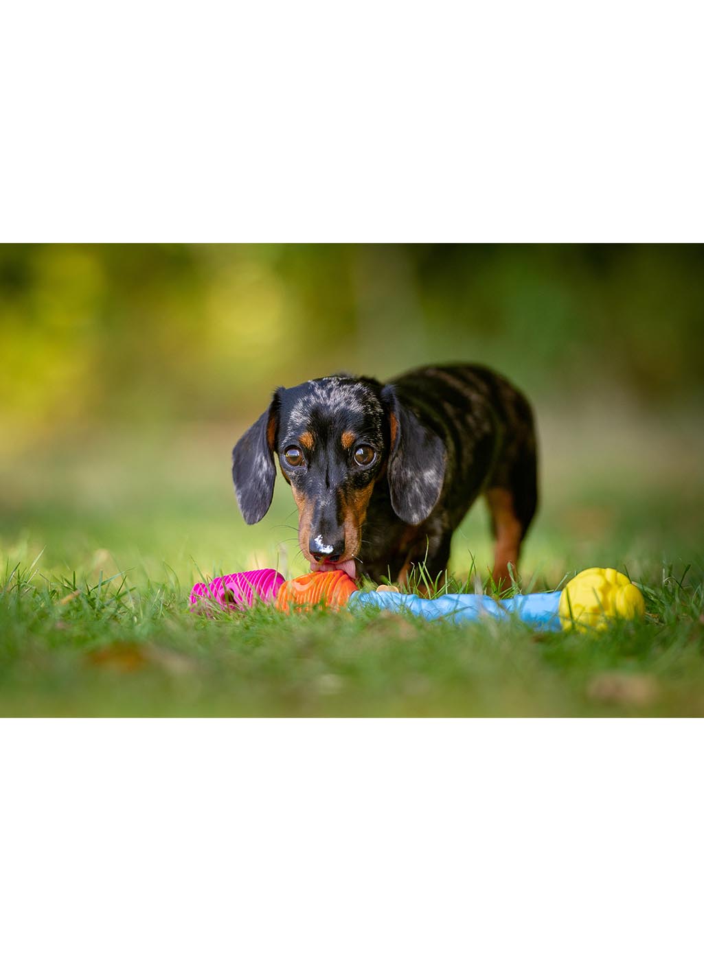 Mini Starter Pack K9 Connectables