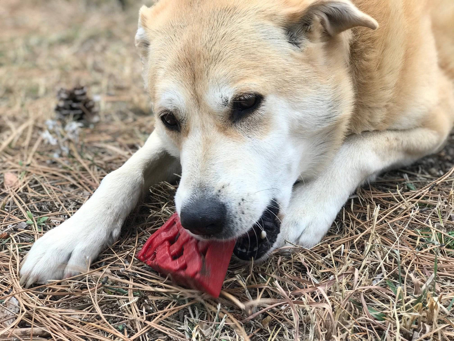 SodaPup Cherry Pie Ultra Durable Nylon Dog Chew and Treat Holder for Aggressive Chewers