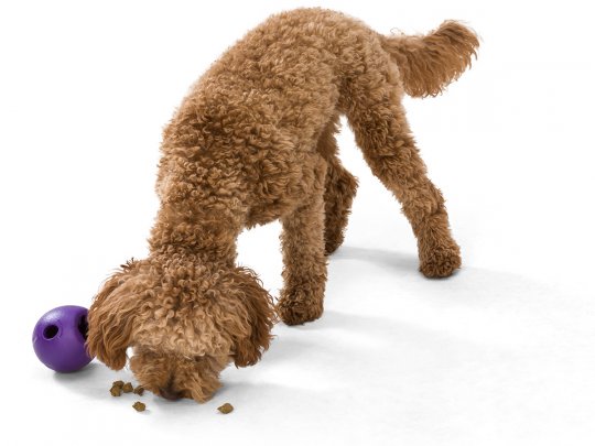 West paw dog toys hot sale australia